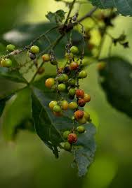 Image result for Allophylus africanus