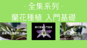速懂蘭花種植 全集系列 蘭花入門基礎 蘭花 兰花 orchid orchids orchidloveatx lockscreen art poster