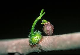 Image result for Dictyophleba