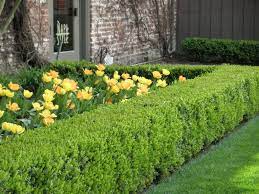 This type of boxwood resembles english boxwoods as both of them boast the perfect oval low hedge. Boxwood Hedge Style New Home Trends Box Wood Shrub Boxwood Landscaping Hedges