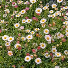 Image result for Eriospermum rautaneii