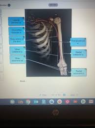 Blood transports substances around the body to every cell and removes toxic waste. Lab 4 And 5 Blood Vessels Labeling Review Flashcards Quizlet