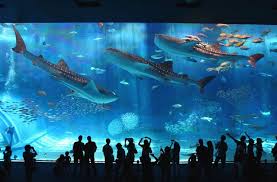 Images The Okinawa Churaumi Aquarium Japan Whale Sharks 535 Okinawa Okinawa Japan Japan Travel