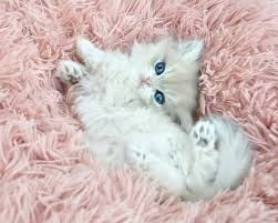 British shorthair kitten for sale in usa jerry lorettabritish. Blue Golden Shaded British Longhair Ay11 British Shorthair Cats Kittens Cats