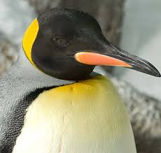 What happens when you go up. All About Penguins Reproduction Seaworld Parks Entertainment