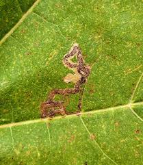 Image result for Stigmella aceris