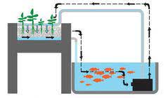 Sustainable Food Production Using Aquaponic Gardening Aquaponics Diy Aquaponics Backyard Aquaponics