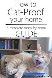 Pin On Cat Care