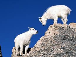 Mountain Goat Kidswallpaper Hd For Photo Model Fashion Fashionweek Photographer Popularphoto Hairstylist Makeup Instagood Bestoftheday Photooftheday Day Likes Good Female World Beauty Art Style Photos Amazing Bride Travel Camera
