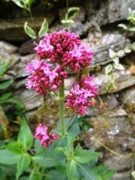 Image result for Valeriana