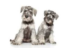 Cómo Saber si un Schnauzer Es de Raza - Apariencia y Carácter