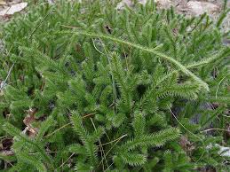 Image result for Lycopodium
