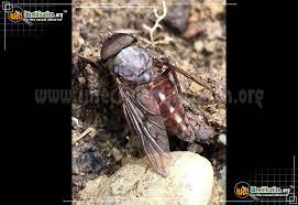 Horse Fly Tabanus Spp
