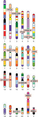 If you ally craving such a referred dna fingerprint analysis gizmo answer key book that will pay for you worth, acquire the certainly best seller from us you may not be perplexed to enjoy every ebook collections dna fingerprint analysis gizmo answer key that we will extremely offer. Dna Profiling An Overview Sciencedirect Topics