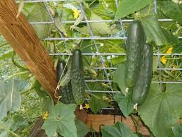 Maybe you would like to learn more about one of these? How To Water Cucumbers For A Good Crop Conditions For Growing And Fruiting Cucumbers How To Increase Yield And Care For Cucumbers