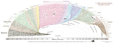 Lapidarium Notes Evolution Chart By Leonard Eisenberg This