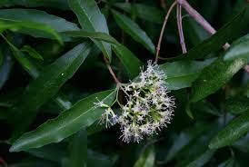 Image result for Nuxia oppositifolia
