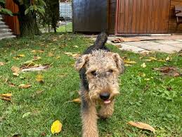 Image result for velšteriér