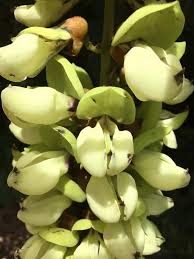 Image result for Mucuna poggei