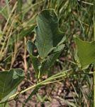 Image result for Neorautanenia