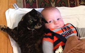 Tips On Keeping Babies And Cats Safe Cats Funny Cats Cute Pet Names