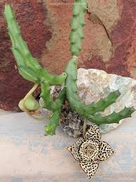 Image result for Orbea variegata