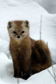 Snow Martin Animals Wild Wild Creatures Animals