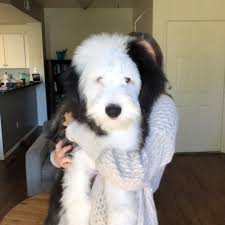 Pin On Old English Sheepdogs