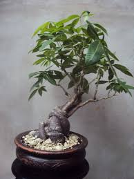 The money tree, or pachira aquatica, is a popular & novel houseplants. Money Tree Pachira Aquatica Bonsai Empire