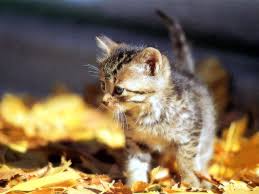 Znalezione obrazy dla zapytania koty