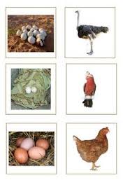 Birds And Their Eggs Pictures Birds Eggs Bird Eggs Birds Oviparous Animals