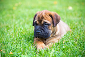 Well you're in luck, because here they come. Bullmastiff Full Profile History And Care