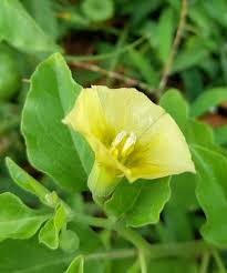 Image result for Physalis viscosa