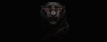 Download Tiger Glowing Red Eyes Predator Dark Wallpaper 2560x1024 Dual Wide Wide 21 9 Widescreen Black tiger wallpapers we have about (411) wallpapers in (1/14) pages. download tiger glowing red eyes