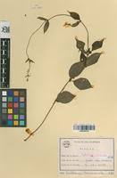 Image result for Sabicea venosa