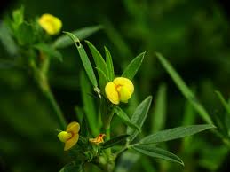 Image result for Stylosanthes fruticosa