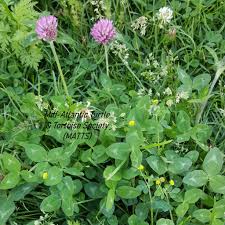 Image result for Trifolium