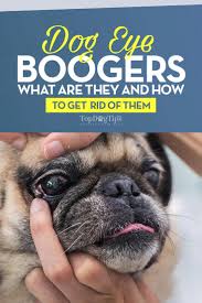 There are many foods available that may help your dog reduce its creatinine and bun levels. Dog Eye Boogers What Are They And How To Get Rid Of Them