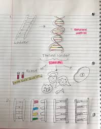 Student exploration building dna gizmo answers key is comprehensible in our digital library an online entrance to it is set as public as a result you can download it instantly. 2