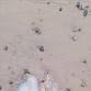 Jellywatch