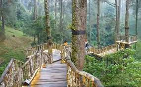 Orchid Forest Cikole Anggrek Tempat Taman