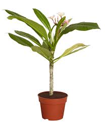 Daher ist es nicht verwunderlich, dass die ersten blüten dieser saison so lange auf sich warten ließen. Frangipani Dehner