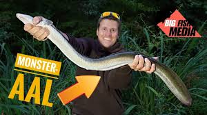Wenn es richtig drückend und gewitterschwül ist, beißt der aal auch dort am tage, wo er es sonst nicht tut. Wahnsinn Monster Aal Aus Dem Kleinen Graben Youtube