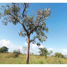 Image result for Erythrina abyssinica