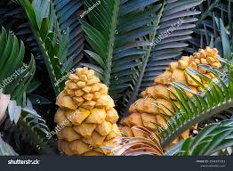 Image result for Encephalartos senticosus