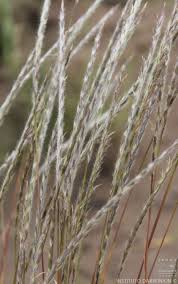 Image result for Elionurus muticus