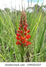 Image result for Disa welwitschii