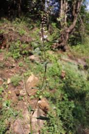 Image result for Orthosiphon thymiflorus