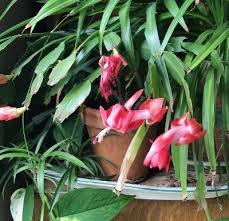 When it receives indirect bright sunlight, you will see more blooming. Which Holiday Cactus Under The Solano Sun Anr Blogs