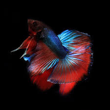 Your betta fish will love playing with the plant and hiding in the leaves. Best Live Plants For Betta Fish Package Wetplants